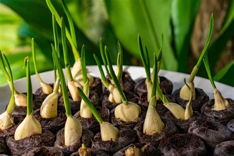 Garlic sprouting. Things To Know About Garlic sprouting. 